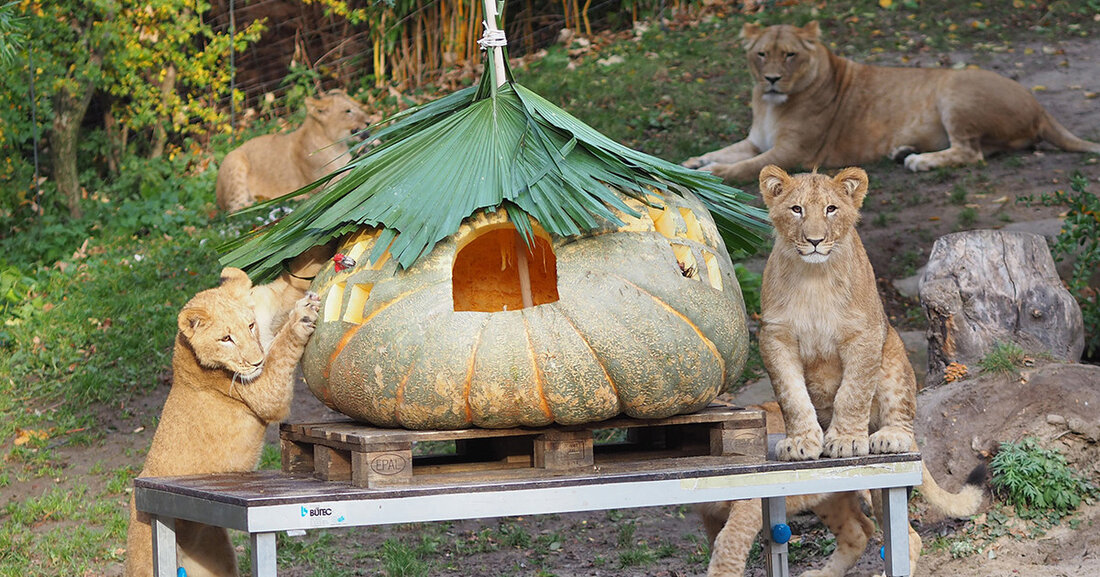 Halloween-Spektakel im Zoo und Endspurt für Namensvorschläge für kleinen Elefanten Zum Abschluss der Herbstferien wird am Montag, 31. Oktober 2022, im Zoo Leipzig der Día de los animales Muertos gefeiert, ein buntes Fest mit einer Explosion an Farben und lebensbejahender Freude. © Zoo Leipzig © Zoo Leipzig Mit dem Fest wird den bereits ausgestorbenen Tierarten Respekt gezollt und auf das Thema Artenschutz aufmerksam gemacht. Walk-Acts, ein buntes Bühnenprogramm mit Musik und Tanz sowie leckeres Essen und spannende Aktionen laden zum Staunen, Feiern und Verweilen ein. In den Abendstunden – der Zoo hat bis 20 Uhr geöffnet – erscheint die Dekoration &hellip;