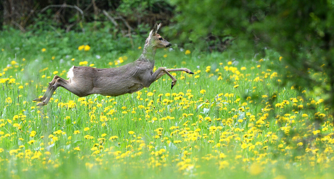 Im Rahmen der Regionalvermarktung Titisee-Neustadt besteht eine Premium-Partnerschaft zwischen Schmidts Markt, ForstBW und dem Naturpark Südschwarzwald. Lokales Wild steht auf der Speisekarte. Minister Peter Hauk betonte in diesem Zusammenhang die Bedeutung des Verzehrs regionaler Spezialitäten für den Klimaschutz und die Stärkung der Region. „Die Vermarktung regionaler Produkte braucht starke Partner. Lieferanten, die hochwertige lokale Spezialitäten anbieten, Lebensmittelhändler, die diese gezielt in ihr Sortiment aufnehmen und bewusste Verbraucher, die danach fragen. Damit stärken die Partner die regionale Wertschöpfung, schützen das Klima und bewahren die Kulturlandschaft“, sagte die Ministerin für Ernährung, Ländlichen Raum und Verbraucherschutz. Peter Hukin Titisee-Neustadt, anlässlich der Unterzeichnung der …