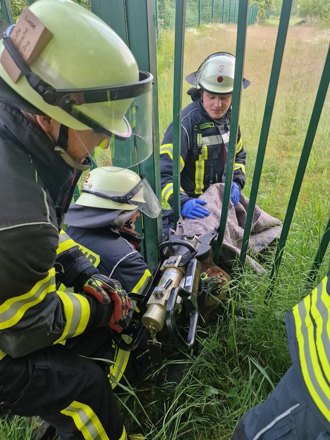 Die Feuerwehr Celle rettete am Mittwochmorgen ein Reh, das in einem Tor festhing. Einsatzkräfte befreiten das Tier schnell.