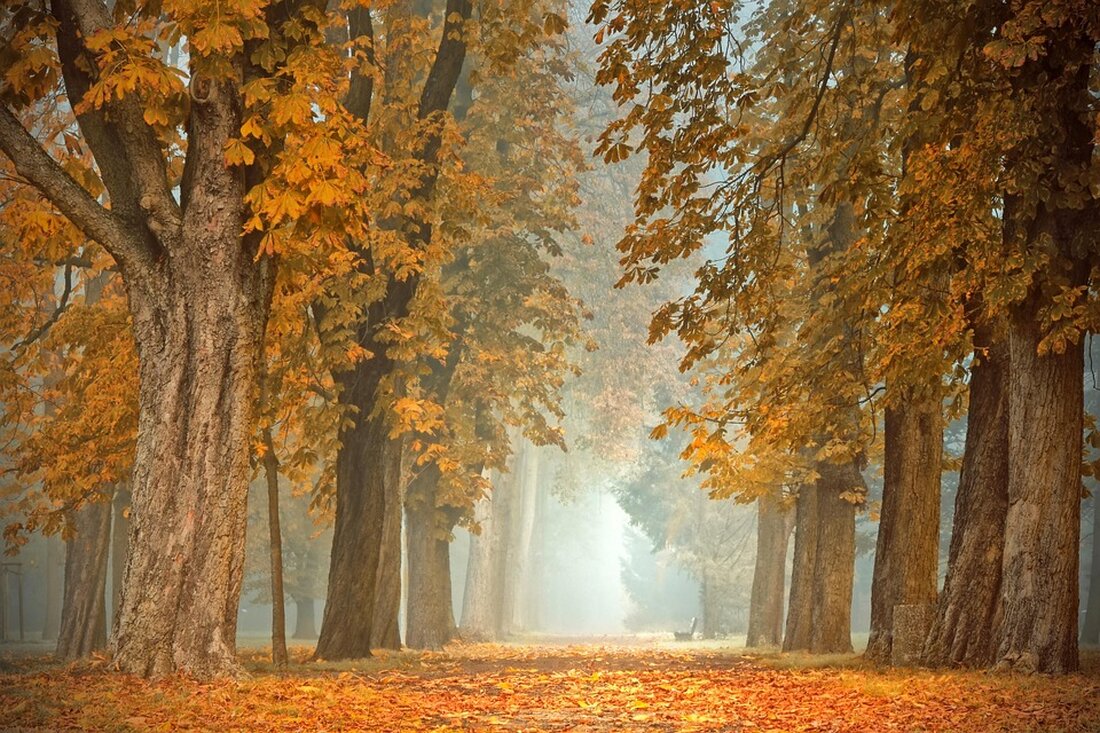 Die Weinernte 2024 steht vor der Tür. Winzer hoffen auf ideales Herbstwetter für hochwertige Trauben und erfolgreiche Erträge.