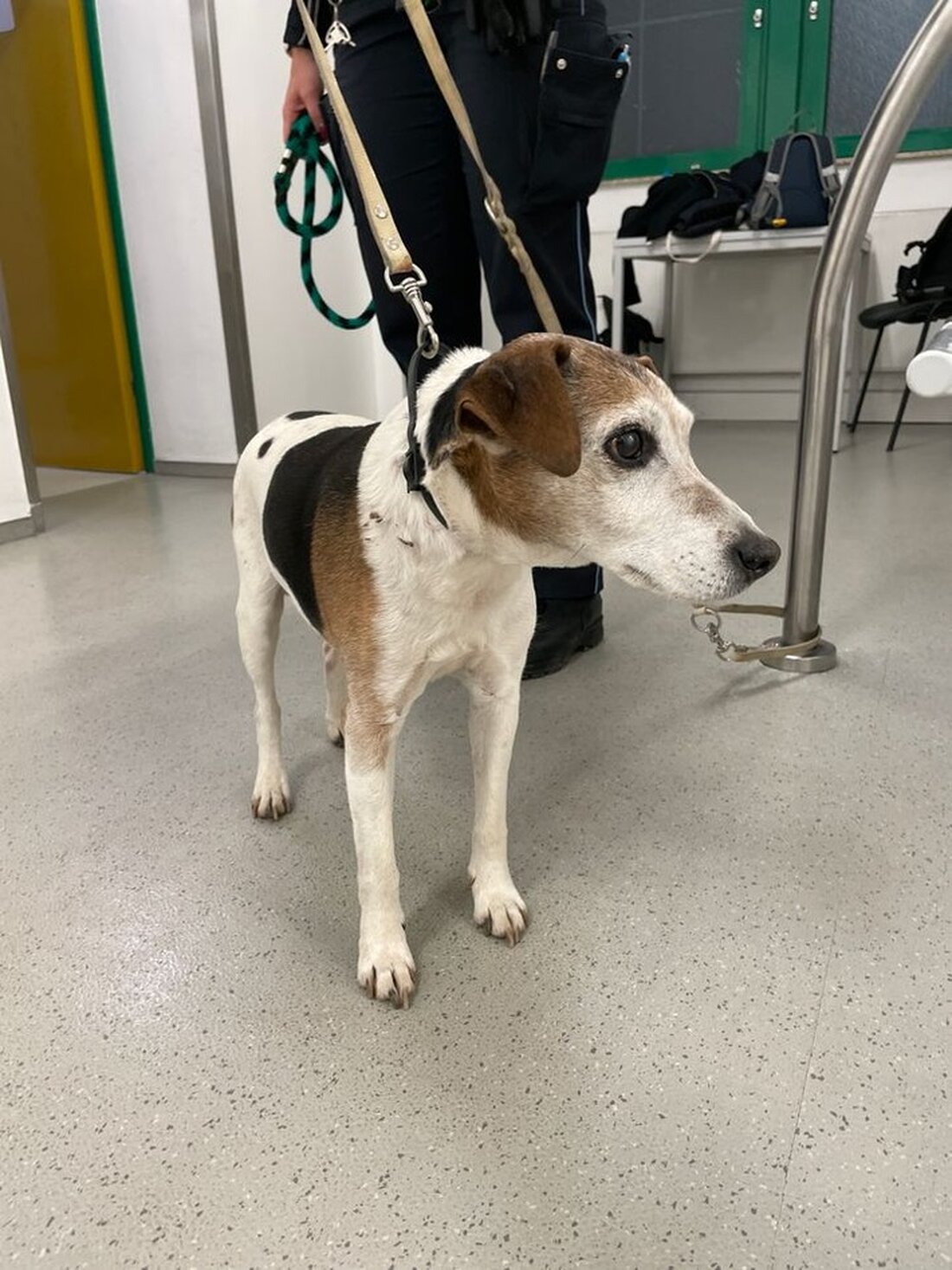 Ein herrenloser Hund wurde am 06.03.2025 im Sondershäuser Schlosspark aufgefunden. Hinweise auf den Halter gesucht.