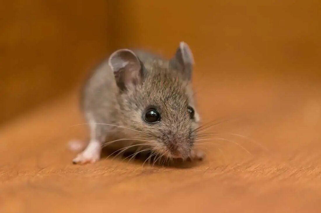 Eine Maus im Haus zu haben, kann eine unangenehme Erfahrung sein. Diese Nagetiere stellen nicht nur ein potenzielles Gesundheitsrisiko dar, sondern können auch Ihr Eigentum beschädigen. Obwohl es viele Möglichkeiten gibt, Mäuse loszuwerden, ist es wichtig, ungiftige Alternativen in Betracht zu ziehen, insbesondere wenn Sie Kinder oder Haustiere haben. In diesem Artikel werden wir einige sichere und effektive Lösungen besprechen, um Mäuse von Ihrem Zuhause fernzuhalten, sowie die Gewohnheiten von Mäusen untersuchen, warum sie von unseren Häusern angezogen werden, und einige einzigartige Eigenschaften dieser Kreaturen.</p><span id="ezoic-pub-ad-placeholder-620" data-inserter-version="2"></span><span class="ezoic-ad ezoic-at-0 box-3 box-3620 adtester-container adtester-container-620" data-ez-name="healthy_holistic_living_com-box-3"><span id="div-gpt-ad-healthy_holistic_living_com-box-3-0" ezaw="468" ezah="60" style="position:relative;z-index:0;display:inline-block;padding:0;min-height:60px;min-width:468px;" class="ezoic-ad"></span></span> Die …