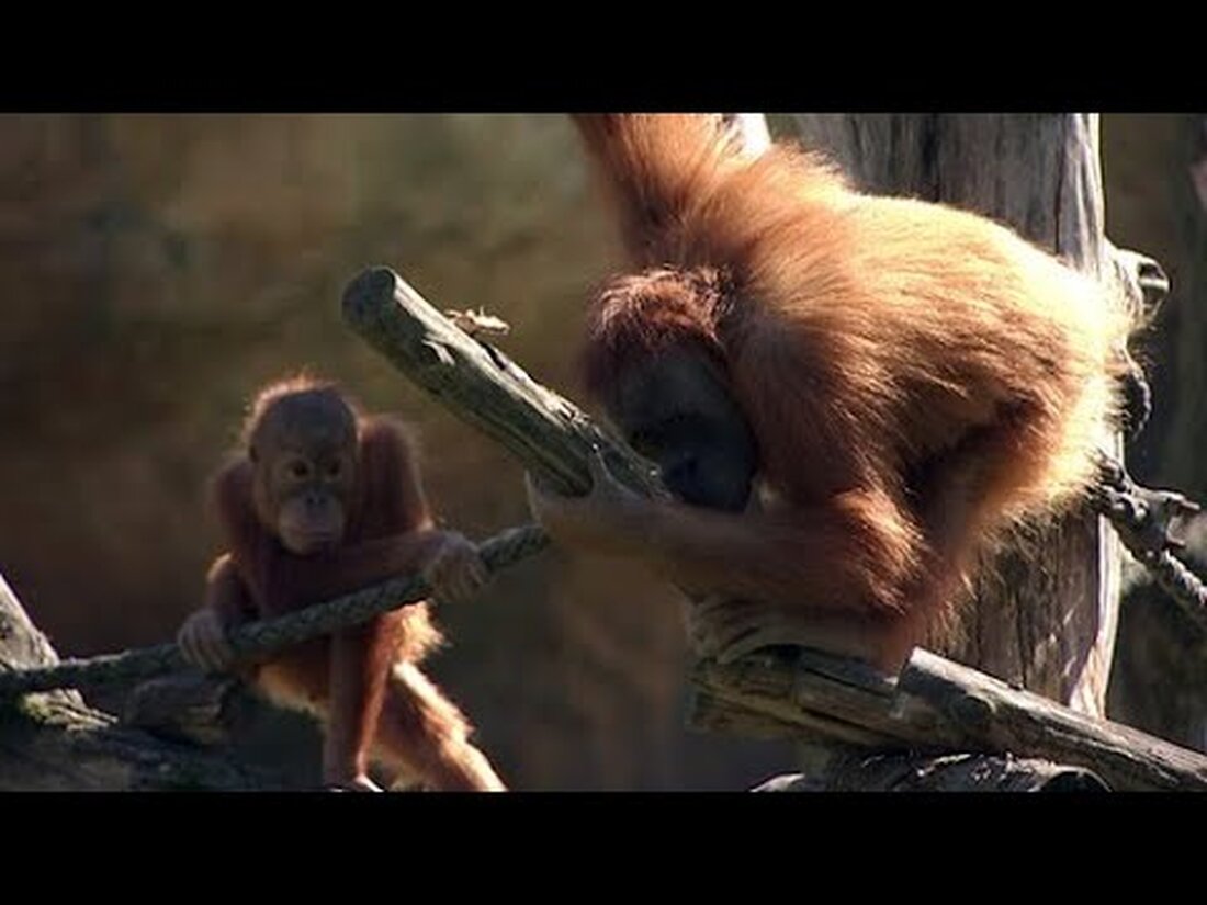 In der Zeit ohne Besucher hat sich das Gondwanaland in einen grünen Dschungel verwandelt. Eine normalerweise liebevolle gekrönte Taube kann auch nicht von Nahrung angezogen werden. Und eine Orang-Utan-Frau wird wegen Aufruhr gebürstet. . Youtube-Link