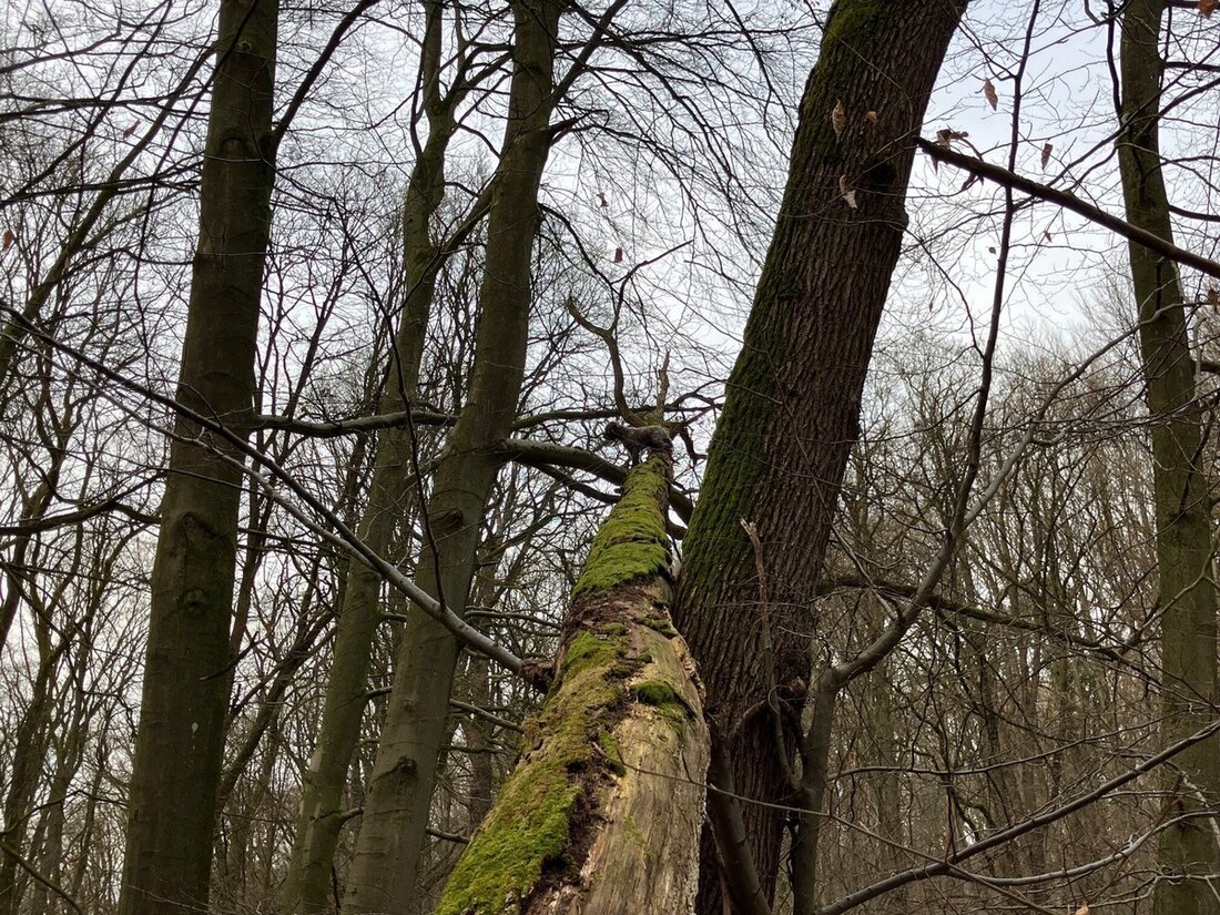 Die Feuerwehr Bad Salzuflen rettete einen ausgerissenen Mischling, der acht Meter hoch auf einem Baum festsaß. Ein spannender Einsatz!