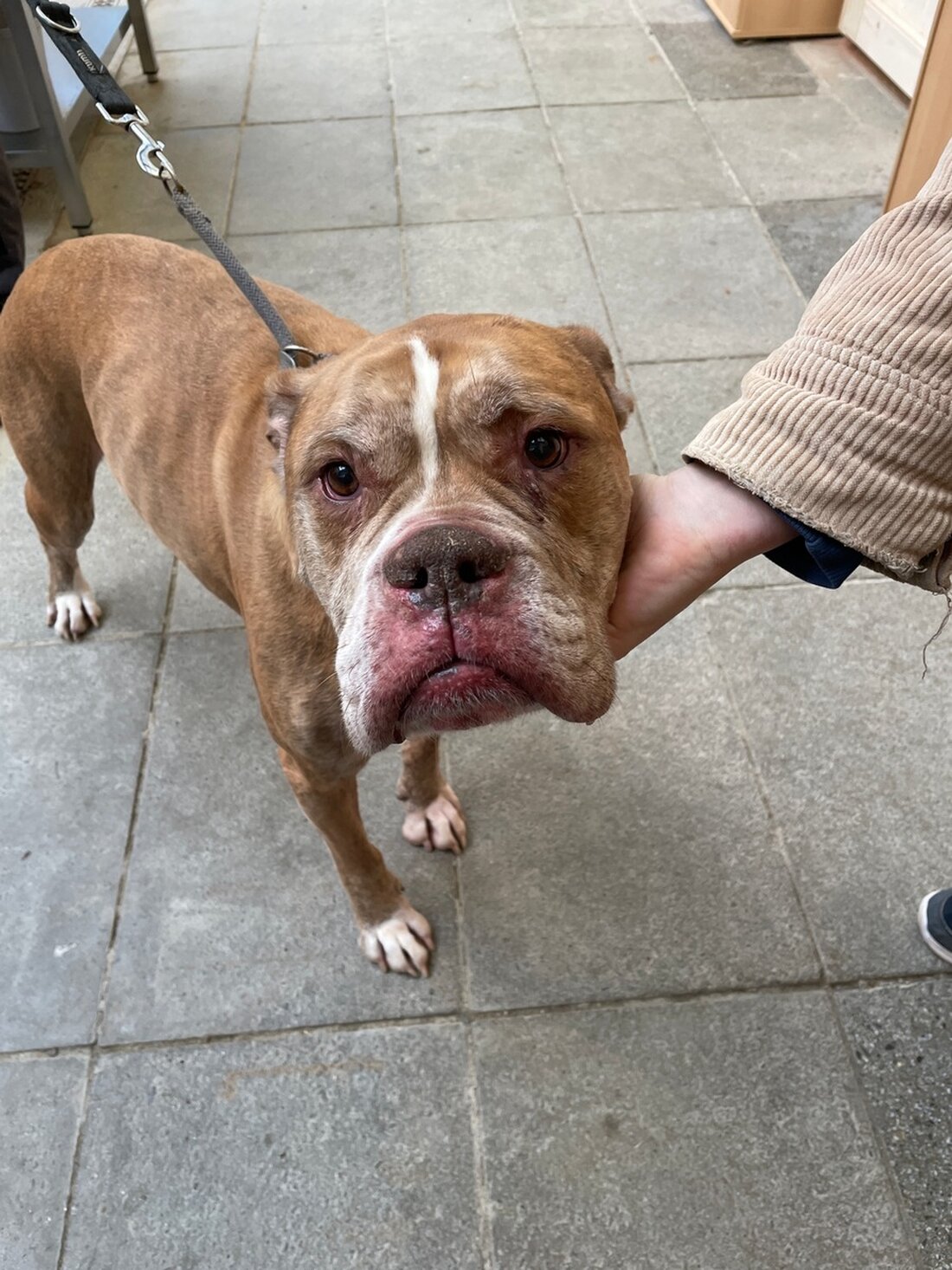 Polizei Gera ermittelt nach Auffinden eines angeleinten Hundes bei Minusgraden. Zeugen gesucht! Tierschutzgesetz verletzt.