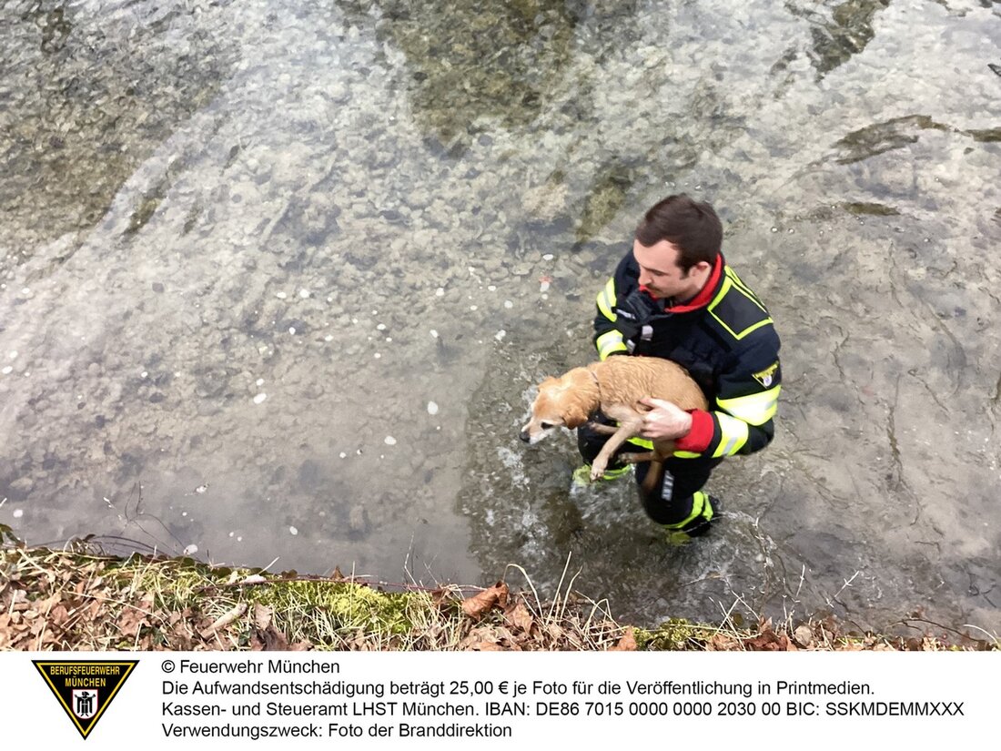 Feuerwehr München rettet einen 17-jährigen Mischlingshund aus dem Ländkanal. Der Hund war in Wasser gefallen, wurde jedoch unverletzt gerettet.