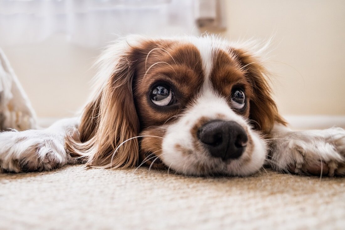 Polizeiticker Hund macht sich los und tötet in Gerstenberg zwei Kaninchen Ein Hund hat sich in Gerstenberg losgemacht und auf einem benachbarten Grundstück Schaden angerichtet. Weitere Vorfälle im Polizeibericht Am Freitag um 10.15 Uhr entzog sich ein Autofahrer mit seinem Pkw in der Ortslage Knau einer Fahrzeugkontrolle, indem er sein Fahrzeug beschleunigte und mit erhöhter Geschwindigkeit davonfuhr. Nach einer Verfolgungsjagd konnte er in der Ortslage Lehma gestellt und kontrolliert werden. Dabei wurde ein Atemalkoholwert von 1,49 Promille bei dem 57-jährigen Fahrzeugführer festgestellt. Daraufhin wurde eine Anzeige wegen Trunkenheit im Straßenverkehr und Missachtung der Anhaltezeichen durch Polizeibeamte erstattet. Der Führerschein des …