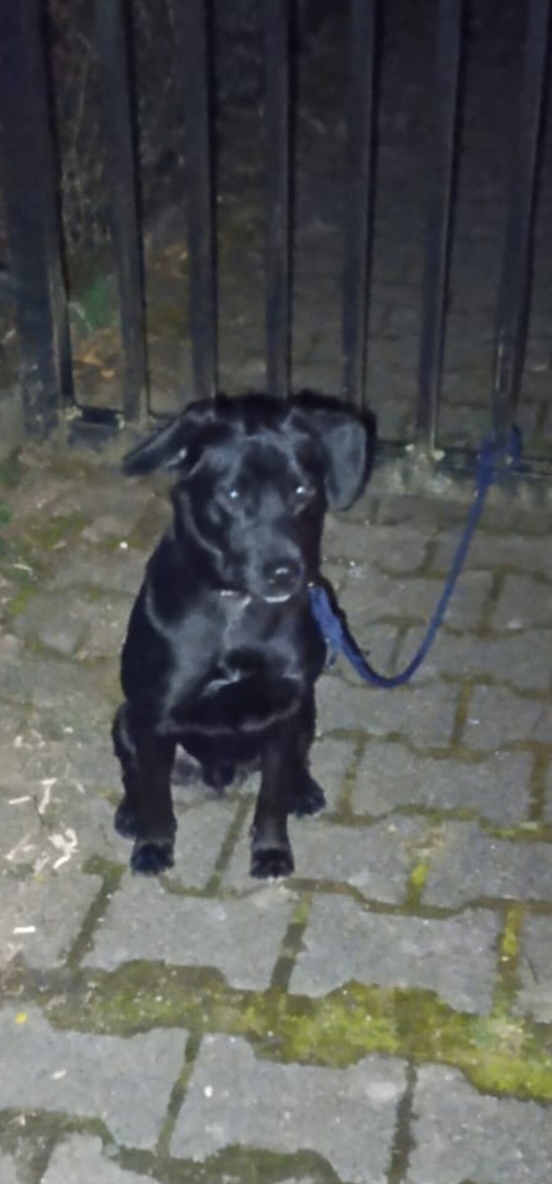 In Waldrach wurde ein ausgesetzter Hund erkannt. Erfolgreiche Ermittlungen führten zur Identifizierung des Halters, der nun wegen Tierschutzverletzungen angezeigt wird.