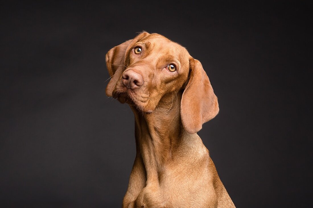Entdecken Sie das innovative Pilotprojekt des Bezirksamts Spandau, das es Mitarbeiterinnen und Mitarbeitern erlaubt, ihre Hunde ins Büro mitzubringen. Ziel ist es, das Arbeitsklima zu verbessern und die Gesundheit der Angestellten zu fördern. Erfahren Sie mehr über die Vorteile von Bürohunden und die geplanten Rahmenbedingungen für eine harmonische Integration.