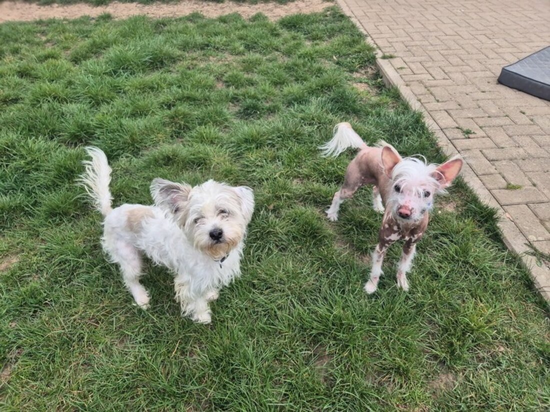 Unbekannte Täter setzten zwei Hunde in Königslutter aus. Die Polizei bittet um Hinweise zu den Vorfällen der Tierquälerei.