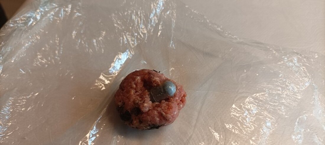 Hundehalterinnen in Kasseedorf fanden präparierte Hackbällchen. Polizei sucht Zeugen zur Herkunft der potenziellen Giftköder.