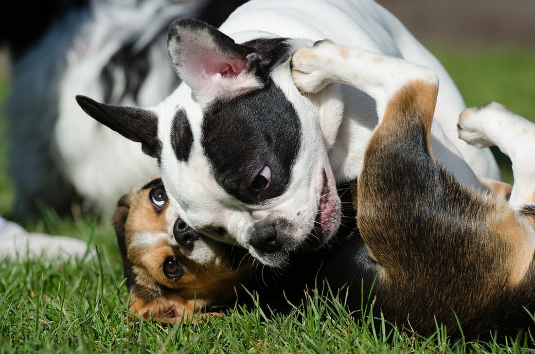 Kostenpflichtig Eine Hundewiese für Nordwest? Torgau bislang ohne Leinenzwang Dieser kleine Hund läuft zur Freude seiner Besitzerin in Nordwest brav an der Leine – doch es gibt Hundehalter, die ihren Vierbeiner zum Verdruss von Anwohnern frei herumstreunen lassen. © Quelle: Silke Kasten Artikel anhören • 3 Minuten In Torgau ist bislang nicht vorgeschrieben, seinen Hund an der Leine zu führen – weder in Nordwest noch im Zentrum. Das könnte sich ändern, wenn die Stadt eine Hundewiese ausweist. Doch Regeln gelten schon jetzt. Torgau. Im Torgauer Stadtteil Nordwest soll eventuell eine Hundewiese eingerichtet werden. Das gehört zum Maßnahmeplan für den Stadtteil, …