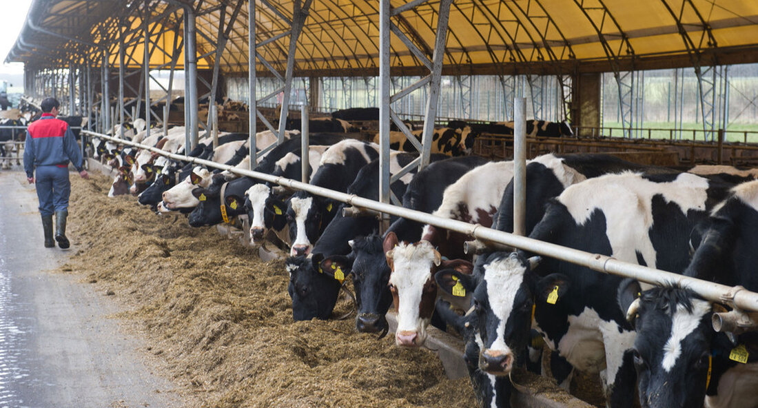 Die Blauzungenkrankheit ist eine Tierkrankheit bei Haus- und Wildwiederkäuern. Um die Krankheit in Baden-Württemberg wieder auszurotten, müssen 2021 auch Rinder, Schafe und Ziegen geimpft werden. Das Land Baden-Württemberg und die Tierseuchenkasse unterstützen die Impfung gegen BTV 8 und BTV 4 finanziell. „Auch im Jahr 2021 sollten Rinder, Schafe und Ziegen so umfassend wie möglich gegen den Blauzungenserotyp 4 (BTV 4) und den Serotyp 8 (BTV 8) geimpft werden. Es besteht immer noch ein hoher Infektionsdruck für anfällige Tiere aus Nachbarregionen. In den letzten Monaten und Wochen kam es in Italien, Frankreich, Luxemburg, dem Saarland und Rheinland-Pfalz zu neuen Ausbrüchen. Aufgrund …