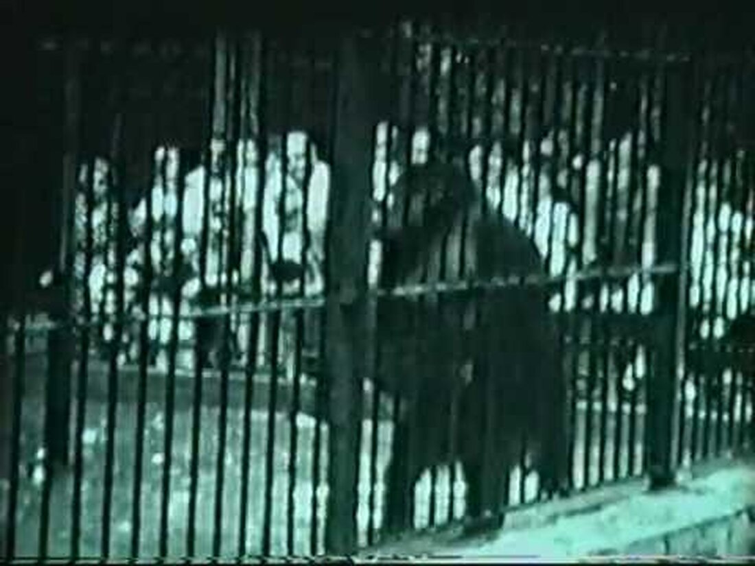 Im ZOO 1981 Deutschland (Ost) Ein Film von Gerd Helmut Montag. Youtube-Link