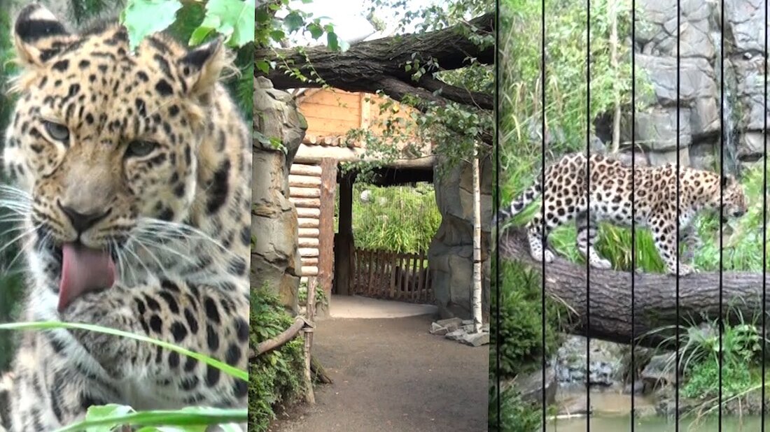 Das Leopardental im Leipziger Zoo bietet dem Amur-Leoparden, einem der seltensten Säugetiere der Erde, eine moderne Einrichtung, die ich in diesem Video näher beleuchten möchte. . Youtube-Link