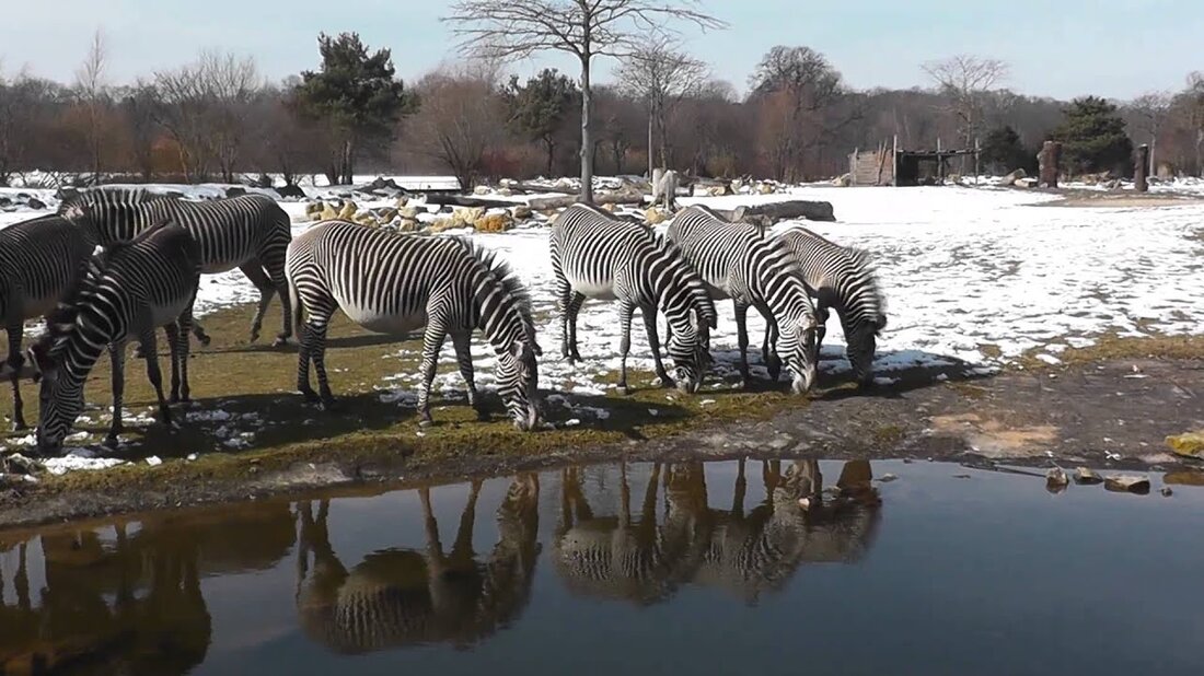 Ich war mal wieder im Leipziger Zoo… Man sieht Gondwanaland, Pongoland und einige der Freilandalgen. Spaß haben! Musik: Diverse Titel von incompetech.com In meinen Aufnahmen verwendete Technik: Canon EOS 60D http://amzn.to/1hnR3YB Panasonic HC-V500 Camcorder http://amzn.to/1jFvapm Teleobjektiv Canon EF 100-400 L IS USM http : //amzn.to/1eVYhBv Zoomobjektiv Canon EF 24-105 F4 / L IS USM http://amzn.to/1eVYqF2 Makroobjektiv Canon EF 100 2.8 L IS USM http://amzn.to/1jFvZhQ Intervallauslöser Aputure http : //amzn.to/1hnSx5j. Youtube-Link