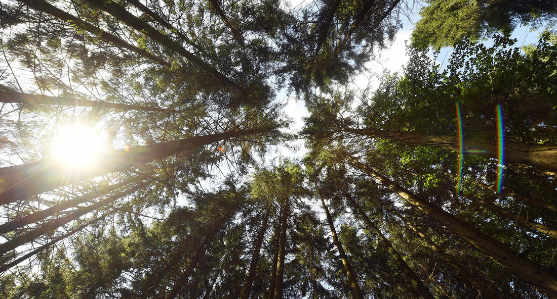 Die Verhandlungen zum Tausch von Waldflächen zwischen dem Land Baden-Württemberg und der Waldgenossenschaft Murgschifferschaft könnten zur Erweiterung des Nationalparks Schwarzwald führen. Die Einigung auf Rahmenbedingungen für die Verhandlungen signalisiert einen wichtigen Schritt in Richtung des lang ersehnten Ziels. Der Nationalpark Schwarzwald ist bereits seit zehn Jahren ein bedeutender Schutzraum für viele Arten und ein beliebtes Ausflugsziel für Naturbegeisterte. Eine Erweiterung des Parks würde nicht nur die Artenvielfalt fördern, sondern auch positive Auswirkungen auf den Tourismus in der Region haben. Die Entscheidung der Murgschifferschaft, ihre Waldflächen gegen Flächen des Staatsforstes zu tauschen, zeigt eine gemeinsame Bereitschaft, zum Wohl der Natur und …