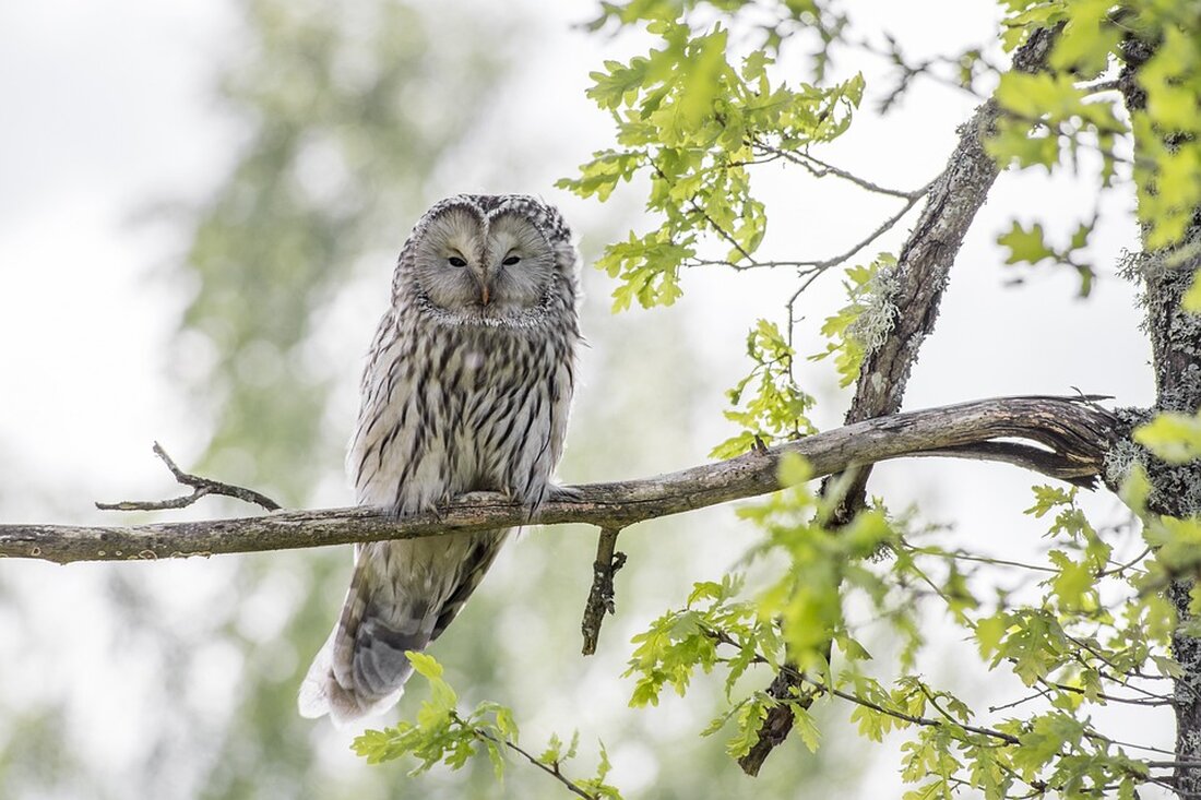 Am Wochenende im Agra-Park Nach ihrem Ausweichen an die Wermsdorfer Hubertusburg im Vorjahr kehrt die Messe „Jagd & Angeln“ am Wochenende wieder in den Agra-Park zurück – mit rund 200 Programmpunkten. Eine Angel-Aktionsfläche gibt es direkt am Markkleeberger See. Was erwartet die Besucher? Leipzig / Markkleeberg. Mitteldeutschlands größte Branchenmesse für Jagen und Angeln ist zurück. Nach der Corona-Zwangspause 2021 und einem Abstecher nach Wermsdorf im vergangenen Jahr locken am Wochenende rund 270 Aussteller wieder auf das traditionelle Gelände im Agra-Messepark. „Wir sind glücklich, wieder hier zu sein“, strahlte denn auch Organisationschef Norbert Schmid bei der Eröffnung am Freitag, der dabei …