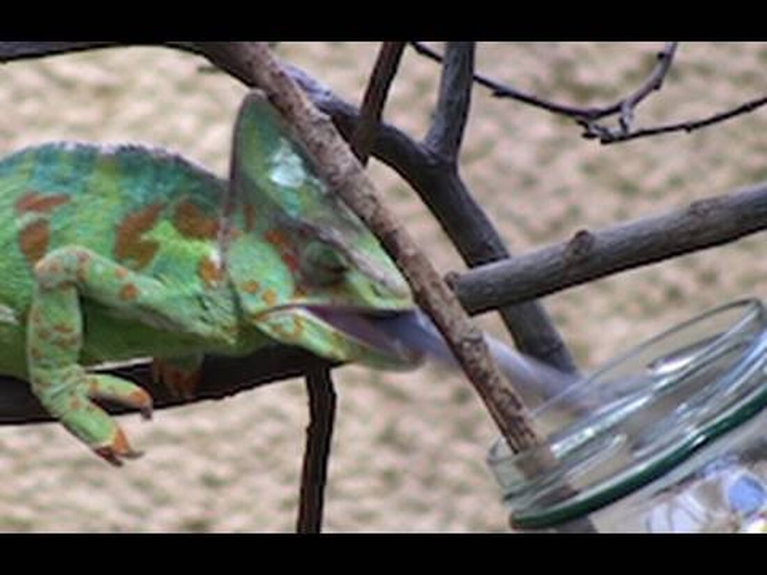 Nach 1 1/2 Jahren im Leipziger Zoo habe ich es geschafft, die Chamäleons beim Essen zu filmen! Hier sind die Aufnahmen der beiden, die ihren Bauch voll schlagen. Einige Chamäleos essen riesige Grillen. . Youtube-Link