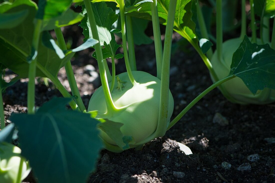 Die Kleingärten in Berlin sind nicht nur wichtige Ruheoasen für die Bewohner, sondern auch bedeutende Lebensräume für Pflanzen und Tiere. Der Bezirksverband Tempelhof feiert sein 100-jähriges Bestehen und lädt alle Interessierten herzlich ein, an den Festlichkeiten teilzunehmen. Bezirksstadträtin Dr. Saskia Ellenbeck lobt die engagierte Arbeit der beiden Bezirksverbände, die die Verwaltung und Pflege der über 7.000 Kleingärtenparzellen im Bezirk ermöglichen. Ein abwechslungsreiches Programm erwartet die Besucher, darunter Bungee-Jumping für Kinder, Shows, Live-Musik, Informationsstände zum Kleingartenwesen und ein Feuerwerk zum Abschluss. Zudem wird der Flyer „Mein Kleingarten – Zehn Maßnahmen für mehr Artenvielfalt und Klimaanpassung“ präsentiert, der vom Umwelt- und Naturschutzamt …