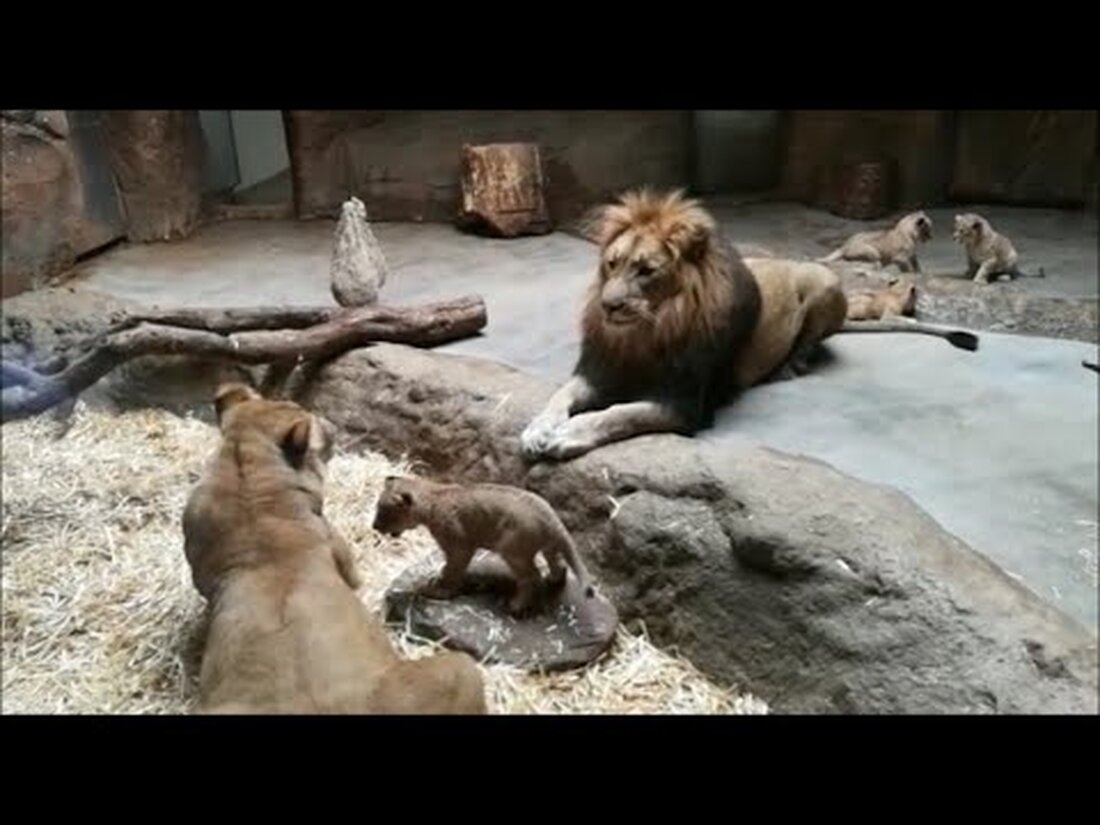 In der Löwengrube – der Makasi Simba im Leipziger Zoo – zeigt sich derzeit ein harmonisches Bild: Die beiden Löwen Kigali und Majo kümmern sich um die vier Jungtiere, die in den ersten Lebenswochen zu zerlumpten jungen Löwen herangewachsen sind. Bisher haben nur die Eltern Kontakt mit dem Quartett aufgenommen. „Wir beobachten die Entwicklung aus der Ferne, aber sehr intensiv“, sagt Zoodirektor Jörg Junhold, der aufgrund der heftigen, manchmal tödlichen Reaktionen von Kigali in früheren Würfen weiterhin Vorsicht walten lässt. Die „goldene Regel“ lautet: drei Tage, drei Wochen, drei Monate – nur dann sind Jungtiere weitgehend stabil. Nach dem letzten …