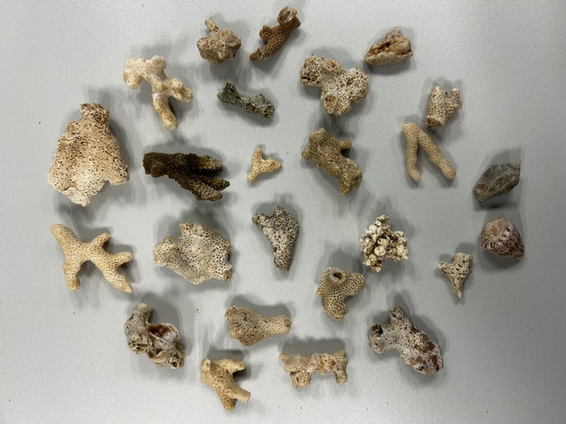 Beamte des Hauptzollamts Karlsruhe entdeckten geschützte Korallen im Gepäck eines Reisenden aus Ägypten. Aufklärung wichtig!