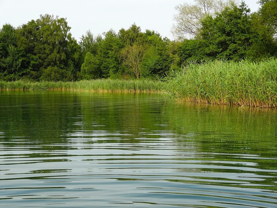 Pressemitteilung Nr. 194 vom 05.07.2024: Der Große Teich im Volkspark Friedrichshain kämpft mit einer schlechten Wasserqualität aufgrund von hohem Wasserpflanzen- und Algenwachstum. Maßnahmen zur Rettung der Fische und Verbesserung der Situation werden geprüft. Kontakt für Medienanfragen: presse@ba-fk.berlin.de, Telefon: (030) 90298-2843.