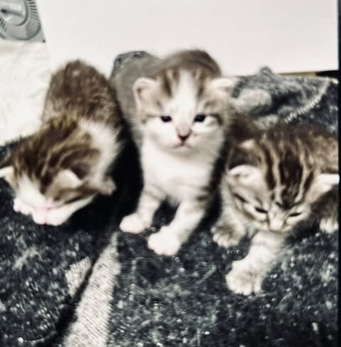 Unbekannte Täter brachen in Fürth ein und stahlen fünf Katzenbabys. Polizei sucht Zeugen, Hinweise dringend erwünscht.
