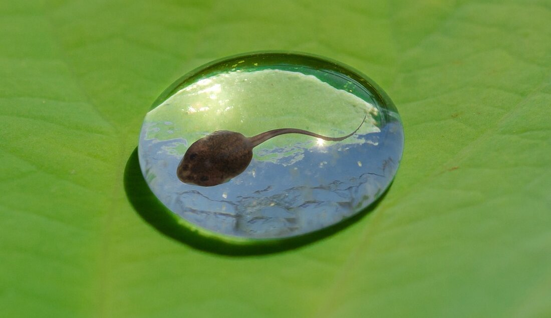 Naturschützer*innen retten Kaulquappen im Viktoriapark, Berlin: Bedeutung von Gewässerschutz für Amphibien beleuchtet.