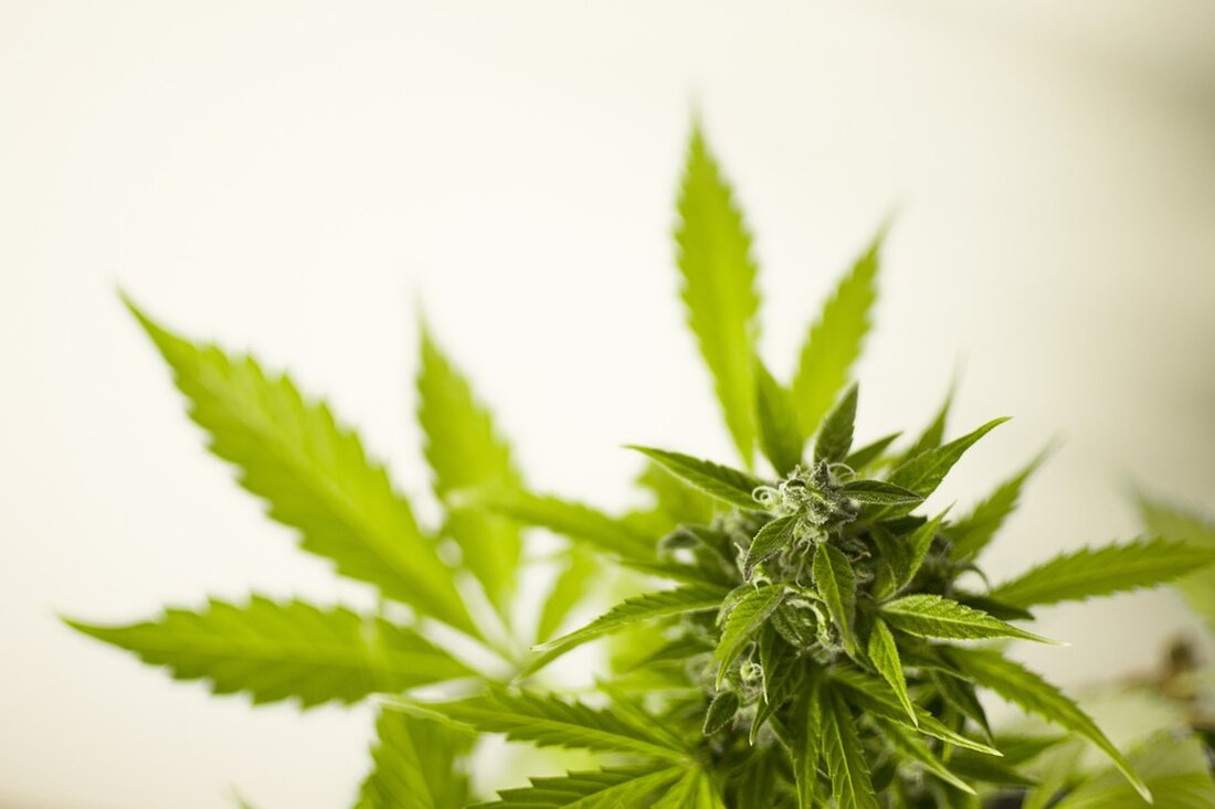 Aufteilung der Cannabis-Verbotszonen Der Bundestag hat am 18. Oktober über den Gesetzentwurf zur Legalisierung von Cannabis beraten. Sollte dieser Entwurf in Kraft treten, würde der Konsum ab 2024 grundsätzlich erlaubt sein. Allerdings ist auch festgelegt worden, dass bestimmte Bereiche zu Cannabis-Verbotszonen erklärt werden dürfen. Kiffen in Eilenburg und Bad Düben Entlang des Muldeufers in Eilenburg und Bad Düben wäre der Konsum von Cannabis demnach möglich. Hier könnten Konsumenten also auch nach der eventuellen Legalisierung ungestört ihrem Genuss nachgehen. Verbotene Zonen in Delitzsch Anders sieht es hingegen in Delitzsch aus, genauer gesagt in den Loberauen. Hier wäre das Kiffen auch nach …