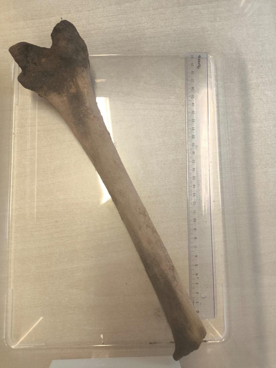 Mitarbeiter einer Baufirma entdeckten in Stadtroda einen möglichen menschlichen Knochen. Ermittlungen zur Herkunft laufen.