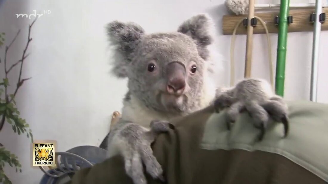 Im Zoo Leipzig ist es wieder Zeit für den kleinen Koala Bouddi, sein Gewicht zu kontrollieren. Doch diesmal soll er ohne die Unterstützung seines Kuscheltiers auf der Waage stehen…. Youtube-Link