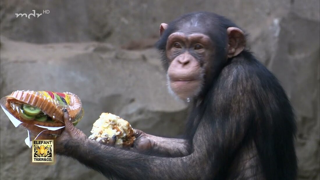 Die Schimpansen im Leipziger Zoo feiern. Nico Schenk und Nicole Romanowski bereiten 20 Kuchen für 20 Schimpansen zum 20-jährigen Jubiläum von Pongoland vor. Riet, Frodo, Fraukje und ihre Mitbewohner haben so etwas noch nie in ihrem Leben gesehen … ➡ mdr.de/s/pongoland20. Youtube-Link