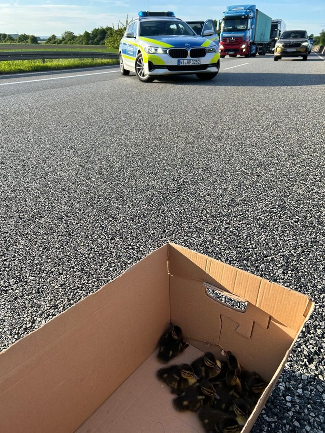 Autobahnpolizisten in Büttelborn retten erneut verwaiste Entenküken, nachdem deren Mutter überfahren wurde.