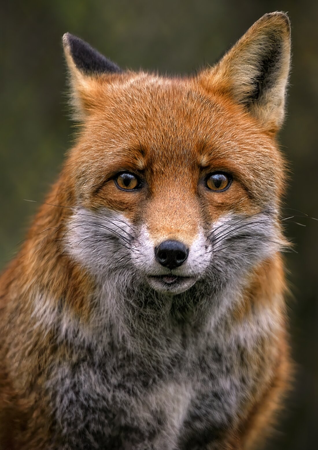 Jäger in Kruberg verwechseln Kühe mit Wildschweinen, ermitteln gegen Verdächtigen wegen Tierschutz- und Waffengesetzverstößen.