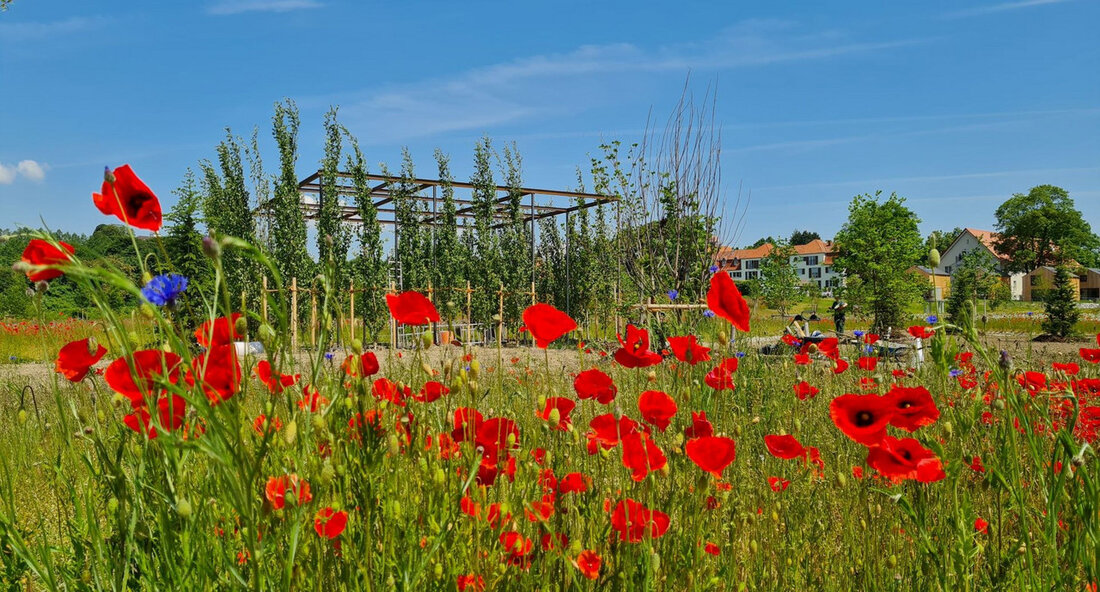 Vielfalt im Ländlichen Raum: Ausstellungen zur Landesgartenschau in Wangen Die bevorstehende Landesgartenschau in Wangen wird nicht nur ein Ort der Blumenpracht, sondern auch ein Forum für bedeutende soziale und ökologische Themen. Vom 11. bis zum 22. September 2024 präsentieren drei Ausstellungen im „Treffpunkt Baden-Württemberg“ wichtige Aspekte des Ländlichen Raums in Baden-Württemberg, mit einem besonderen Fokus auf Lebensmittelrettung, regionale Ernährung und Tierwohl. Staatssekretärin Sabine Kurtz unterstrich bei der Eröffnung der Ausstellungen die Relevanz dieser Themen und die Chance, die sie für die Bevölkerung bieten: „Ich hoffe, dass insbesondere die Ausstellung zum Thema Vermeidung von Lebensmittelverschwendung zum Mitmachen anregt und Ideen vermittelt, …