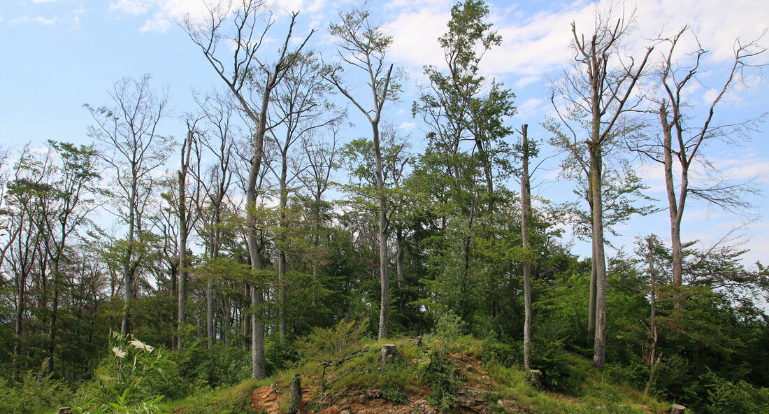 Waldschäden durch den Klimawandel nehmen in Baden-Württemberg stark zu. Bei einem Waldspaziergang hat sich Staatssekretärin Sabine Kurtz über die Situation des Waldes im Klimawandel ausgetauscht. Dabei wurde betont, dass der Wald nicht nur unter den Auswirkungen des Klimawandels leidet, sondern auch wichtige Lösungsansätze bietet. Am 14. September 2023 fand eine „Waldexkursion der Europäischen Union (EU)“ zum Thema „Wald im Klimawandel“ im Staatswald bei Offenburg statt. Organisiert wurde die Veranstaltung vom Ministerium für Ernährung, Ländlichen Raum und Verbraucherschutz Baden-Württemberg (MLR) in Zusammenarbeit mit dem Deutschen Forstwirtschaftsrat (DFWR), dem Kuratorium für Waldarbeit und Forsttechnik (KWF) und ForstBW. Vertreter aus Politik auf europäischer, …