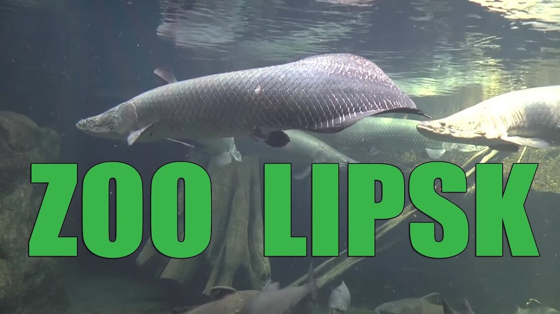W najstarszym ogrodzie zoologicznym świata – został założony w 1878 r. – w lipcu 2011 roku oddano do użytku największy kompleks lasów tropikalnych na terenie całej Europy. Zobacz jak to wygląda a zapragniesz odwiedzić to zoo. Zapraszam. Naprawdę warto !!! . Youtube-Link