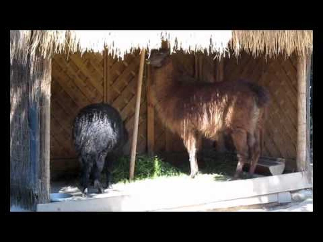 Lama Horst und Alpaka Harry Leipzig 13.08.2012 Horst (Lama glama), Harry (Vicugna pacos) Zoo Leipzig Lama Horst und Alpaka Harry Zoo Leipzig Deutschland. Youtube-Link