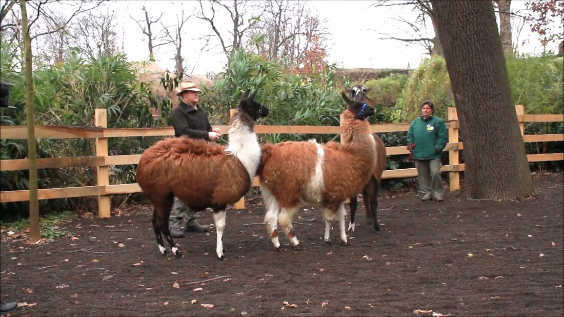Ein Hauch frischer Luft im neuen Lama-Gehege: Horst und Sancho, der langjährige Botschafter des Leipziger Zoos und sein Lama-Lehrling, sind in ein neues Gehege in unmittelbarer Nähe der Hacienda Las Casas in der südamerikanischen Themenwelt gezogen. Dort erwarteten sie bereits die beiden Jugendlichen Flaks und Krümel, die nach einer vierwöchigen Quarantäne nun mit den beiden anderen Lamas sozialisiert waren. . Youtube-Link