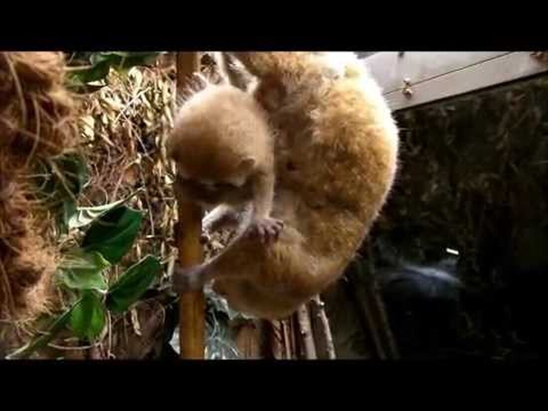 Der Zwerg Plumplori Mercedes (geboren am 24. Oktober 2009 im Dierenpark Amersfoort in Leipzig seit 2011) hatte am 19. Juni 2015 einen weiteren Nachwuchs. Die Tierpfleger entdeckten zwei junge Tiere auf dem Rücken von Mercedes, als sie morgens gefüttert wurden. Die Mercedes-Zwillinge haben sich seit ihrer Geburt sehr gut entwickelt und werden liebevoll von ihrer erfahrenen Mutter betreut, die seitdem einen anständigen Appetit hat. Immer auf dem Rücken ihrer Mutter entdecken die beiden Zwergpflaumenloris (Nycticebus pygmaeus) jeden Tag das Gehege im Vulkantunnel der tropischen Abenteuerwelt von Gondwanaland. Für den Leipziger Zoo ist es die zweite erfolgreiche Zucht seit der Haltung …