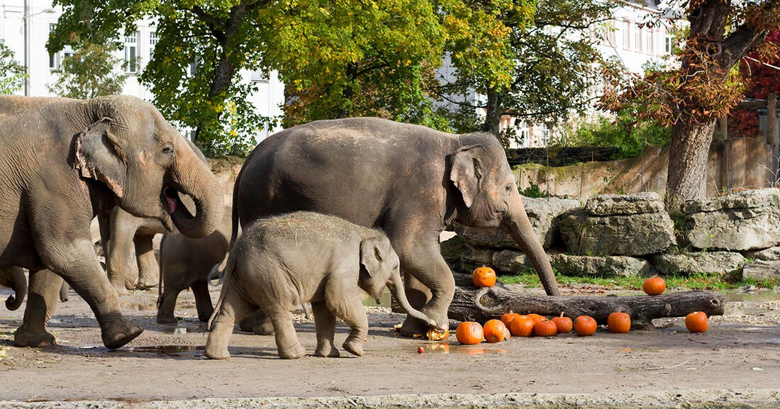 Farbenfrohes Halloween-Spektakel im Zoo Leipzig Lebensfreude statt schauriger Grusel: Der Zoo Leipzig feiert am 31. Oktober 2023 sein buntes Halloween-Spektakel. In Anlehnung an die südamerikanische Tradition des Día de los animales Muertos, wird es ein buntes Fest mit zahlreichen Aktionen und Abenteuern geben. Zudem dreht es sich inhaltlich um bereits ausgestorbene Tierarten sowie die gegenwärtigen Artenschutzanstrengungen. Das Halloween-Spektakel beginnt für große und kleine Zoofans um 10 Uhr und endet um 20 Uhr. Das vielfältige Hitradio RTL Bühnenprogramm mit den Livebands Los Cubanitos und Los Cumbiancheros sowie Auftritten der Tanz-Zentrale Leipzig und Bailísima führt durch den langen Tag, der mit Stockbrot, …
