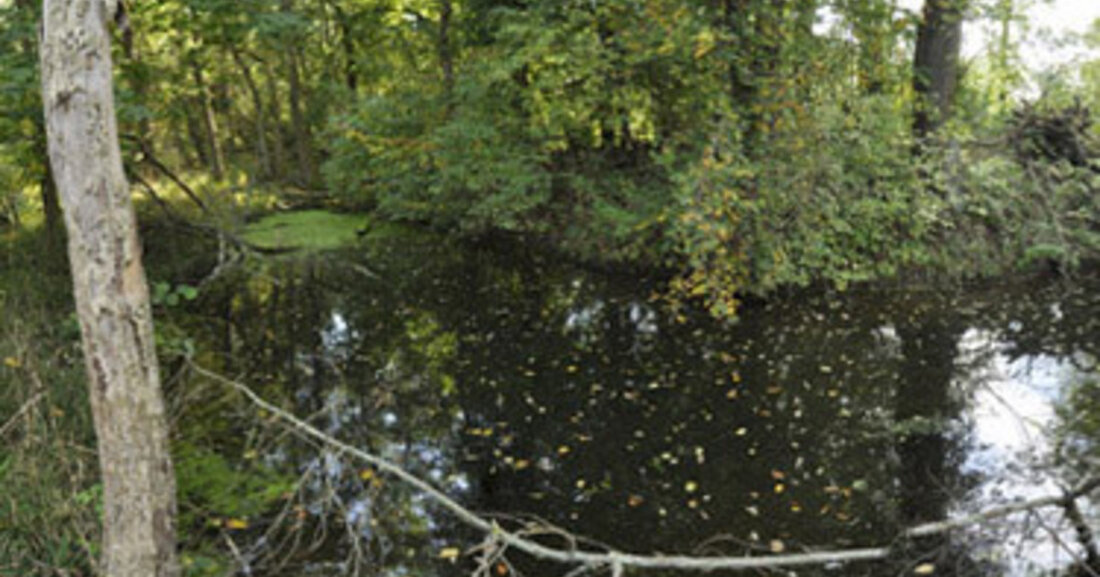 Leipziger Auwald &#8211; ein Biodiversitätshotspot an der Belastungsgrenze? Am Mittwoch, 8. Februar 2023, lädt das Projekt Lebendige Luppe 18 bis 20 Uhr zu einem Online-Informationsabend ein, um über aktuelle Ergebnisse der naturwissenschaftlichen Begleitforschung zu informieren. Dabei stellen Prof. Dr. Christian Wirth, Dr. Stefanie Henkel und Annalena Lenk aus der Abteilung Spezielle Botanik und Funktionelle Biodiversität der Universität Leipzig Interessantes und Relevantes aus der aktuellen Forschung im Leipziger Auwald vor. Schwerpunkte bilden neben den Forschungsarbeiten am Leipziger Auwaldkran die Ergebnisse der Baumbestanderfassung auf den Untersuchungsflächen im Projektgebiet der Lebendige Luppe und wissenschaftliche Erkenntnisse zur Eichenverjüngung. Im Anschluss an den Vortrag besteht &hellip;
