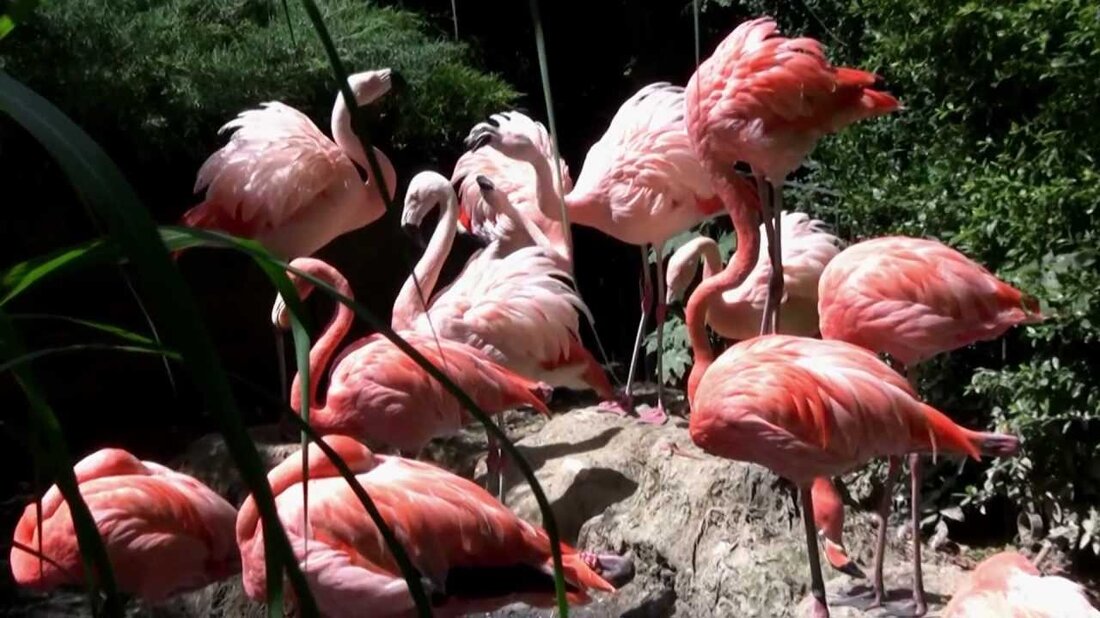 Leipziger Zoo – Flamingos – Pinguine – Elefanten – Leipzig 2012. Youtube-Link