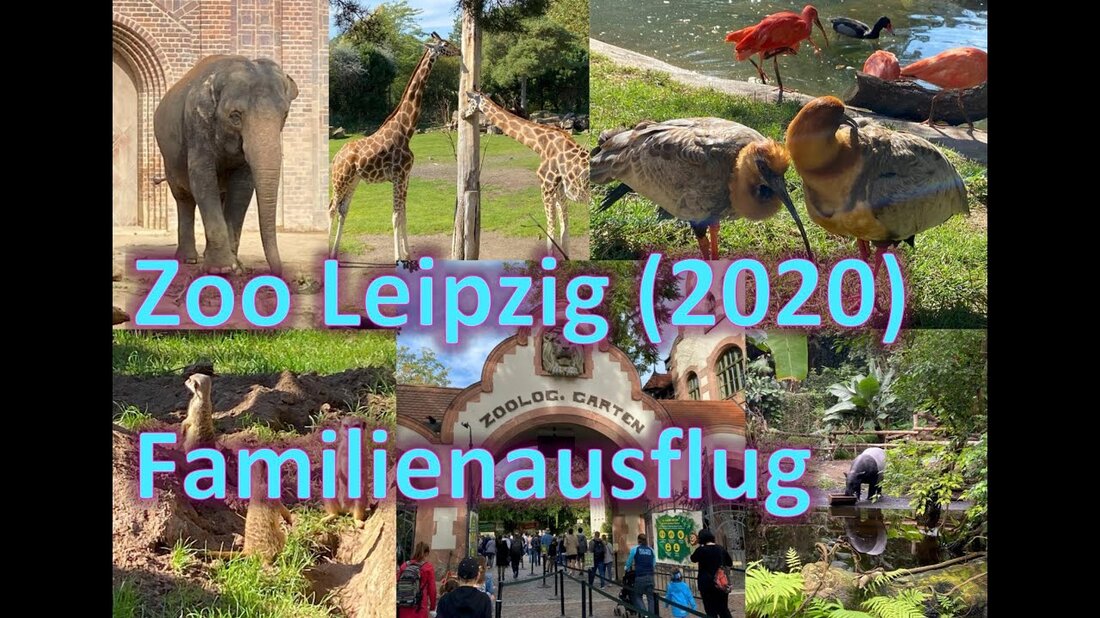 Hallo allerseits, heute besuchen wir den Zoo in Leipzig. Unser kleiner Familienausflug führt uns durch einen der schönsten Zoos Deutschlands. Unser Highlight war unter anderem die Bootsfahrt in Gondwanaland. Mochtest du das Video? Haben Sie Wünsche, Anregungen oder Kritik? Bitte schreiben Sie es in den Kommentaren. Instagram (@rangi_family_on_tour): https://www.instagram.com/rangi_family_on_tour/ Hallo allerseits, heute besuchen wir den Zoo in Leipzig. Unser kleiner Familienausflug führt uns durch einen der schönsten Zoos Deutschlands. Unser Highlight war die Bootsfahrt in „Gondwanaland“. Mochtest du das Video? Haben Sie Wünsche, Anregungen oder Kritik? Bitte schreiben Sie es in den Kommentaren. . Youtube-Link