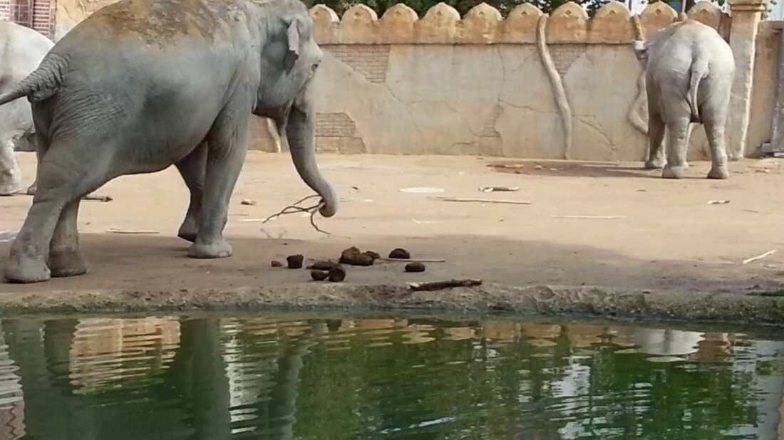 Und hier ist die Familie Rüssel. Auch der ehemalige Sprössling Voi Nam ist darunter. Voi Nam wurde in Leipzig geboren, kam inzwischen nach Hamburg in den Tierpark Hagenbeck und ist vor einiger Zeit wieder in den Leipziger Zoo zurückgekehrt. Youtube-Link