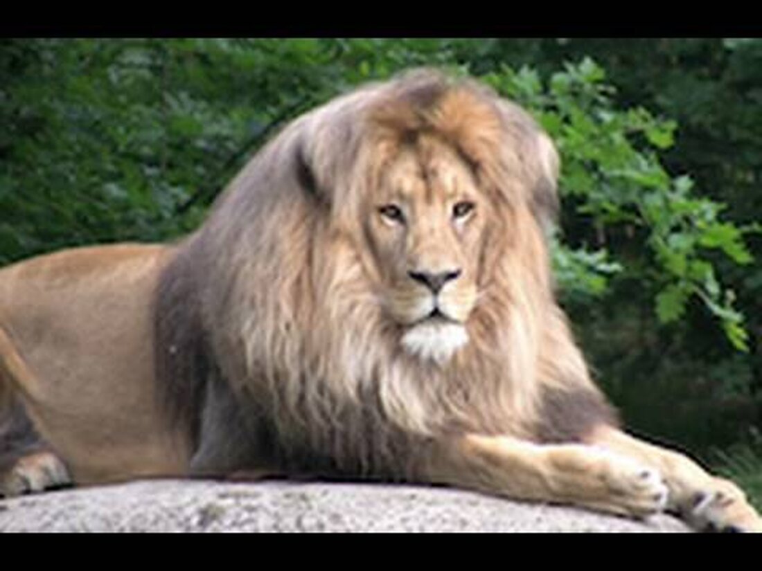 Der Leipziger Zoo ist in verschiedene Bereiche unterteilt. Eines ist Afrika. Heute werde ich Ihnen einige der Tiere zeigen, die hier leben. Habe Spaß! Bidone Sie sehen: Giraffe, Erdmännchen, Zebra, Löwe und Shimpanse. . Youtube-Link