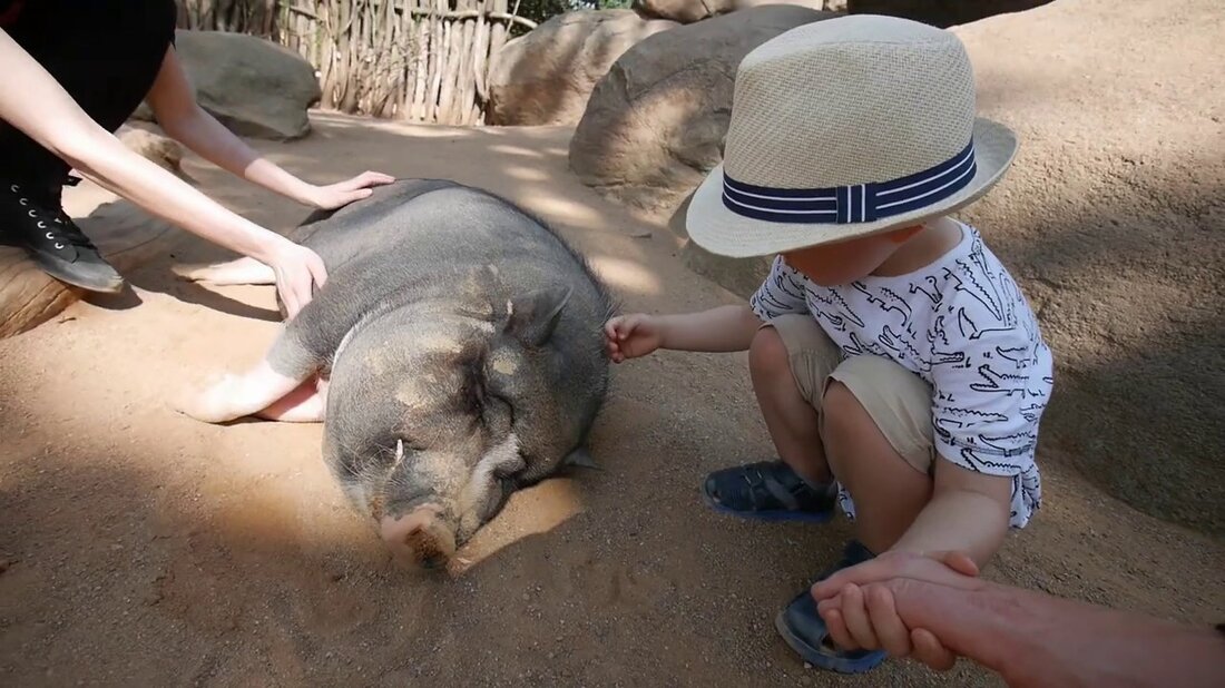 Leipziger Zoo, Gondwanaland, Pongoland Youtube-Link
