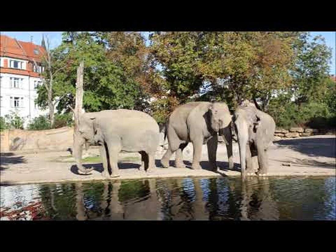 aktive Elefanten im Leipziger Zoo —————————————- – —————————————- Alle ‚amzn.to‘-Links sind so – Amazon Affiliate Links genannt. Für Bestellungen über diese Links erhalte ich eine kleine Provision. Natürlich ändert sich der Preis für Sie nicht! Meine Kamera: https://amzn.to/2mcsF9G Youtube-Link