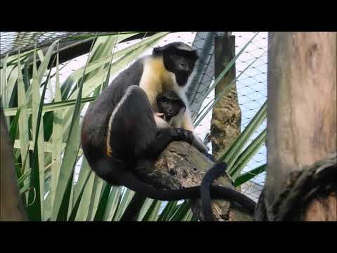 Ein Film bestehend aus Videos und Bildern eines Besuchs im Leipziger Zoo. Es beginnt mit Videos und endet mit Bildern. . Youtube-Link